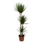Dracaena Marginata Medium by Plant Circle – Medium, Approx. 60cm height  – 20.0cm Pot -  Plant Circle.