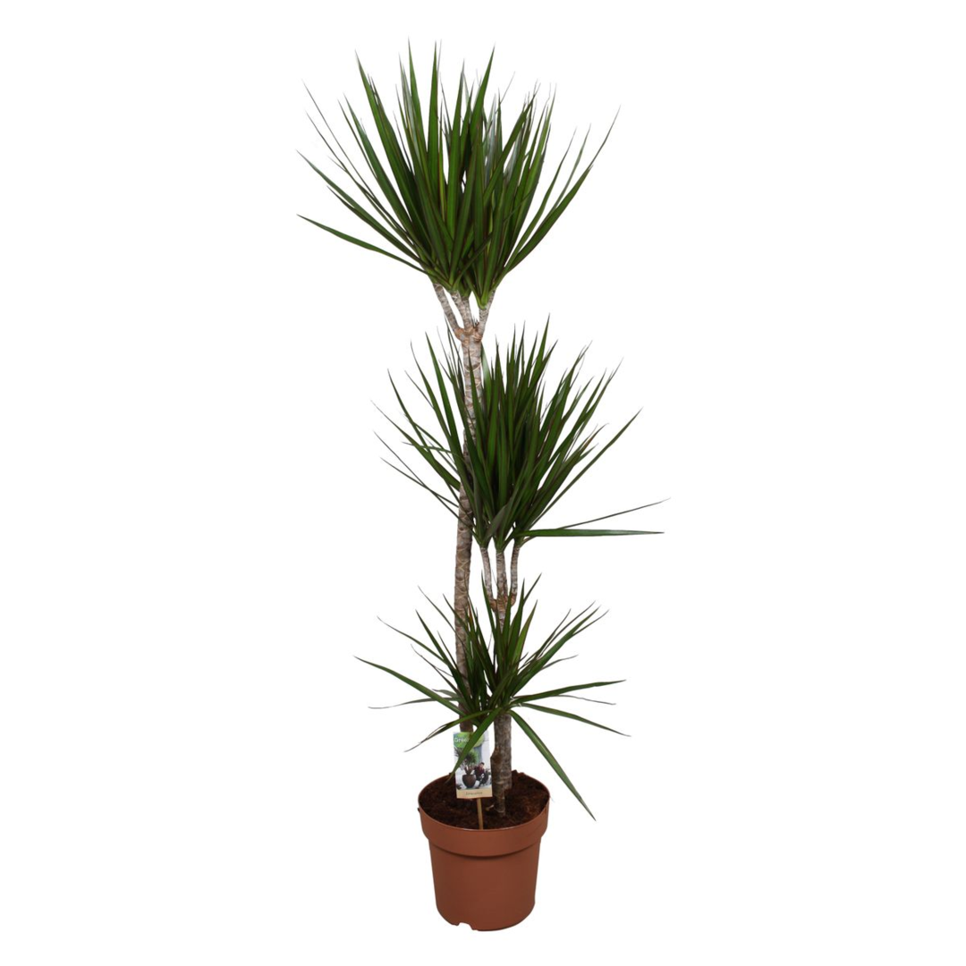 Dracaena Marginata Medium by Plant Circle – Medium, Approx. 60cm height  – 20.0cm Pot -  Plant Circle.