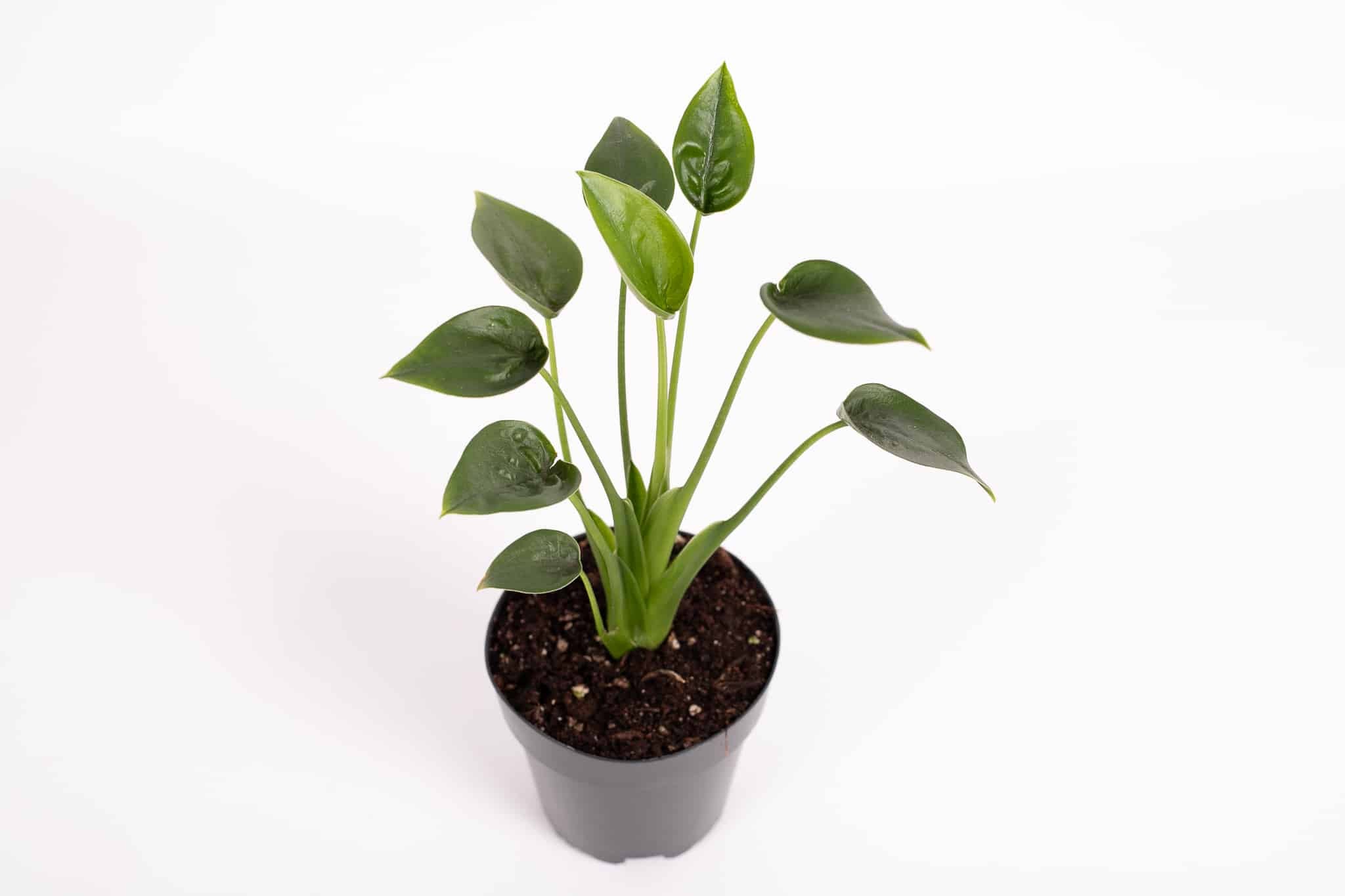 Alocasia Tiny Dancer – Medium, Approx. 25.0cm height – 12.0cm Pot 2