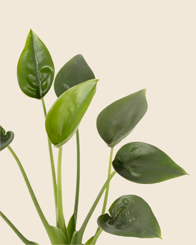 Alocasia 'Tiny Dancers' Medium