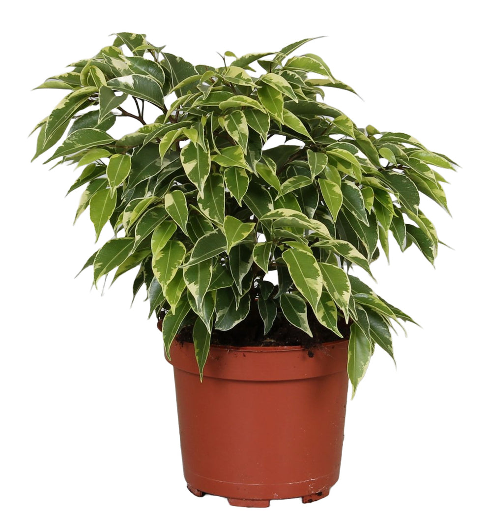 Ficus benjamina 'Kinky'