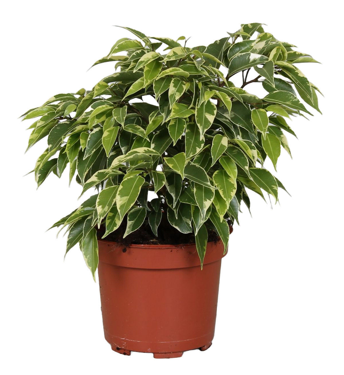 Ficus benjamina ‘Kinky’ in a standard red nursery pot, showing its natural bushy foliage.