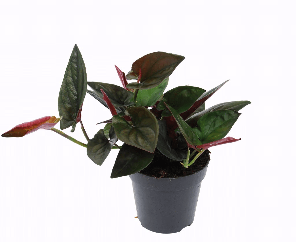 Healthy Syngonium Erythrophyllum ‘llano carti road’ M. A perfect syngonium erythrophyllum ‘llano carti road’ m for your indoor houseplant collection.