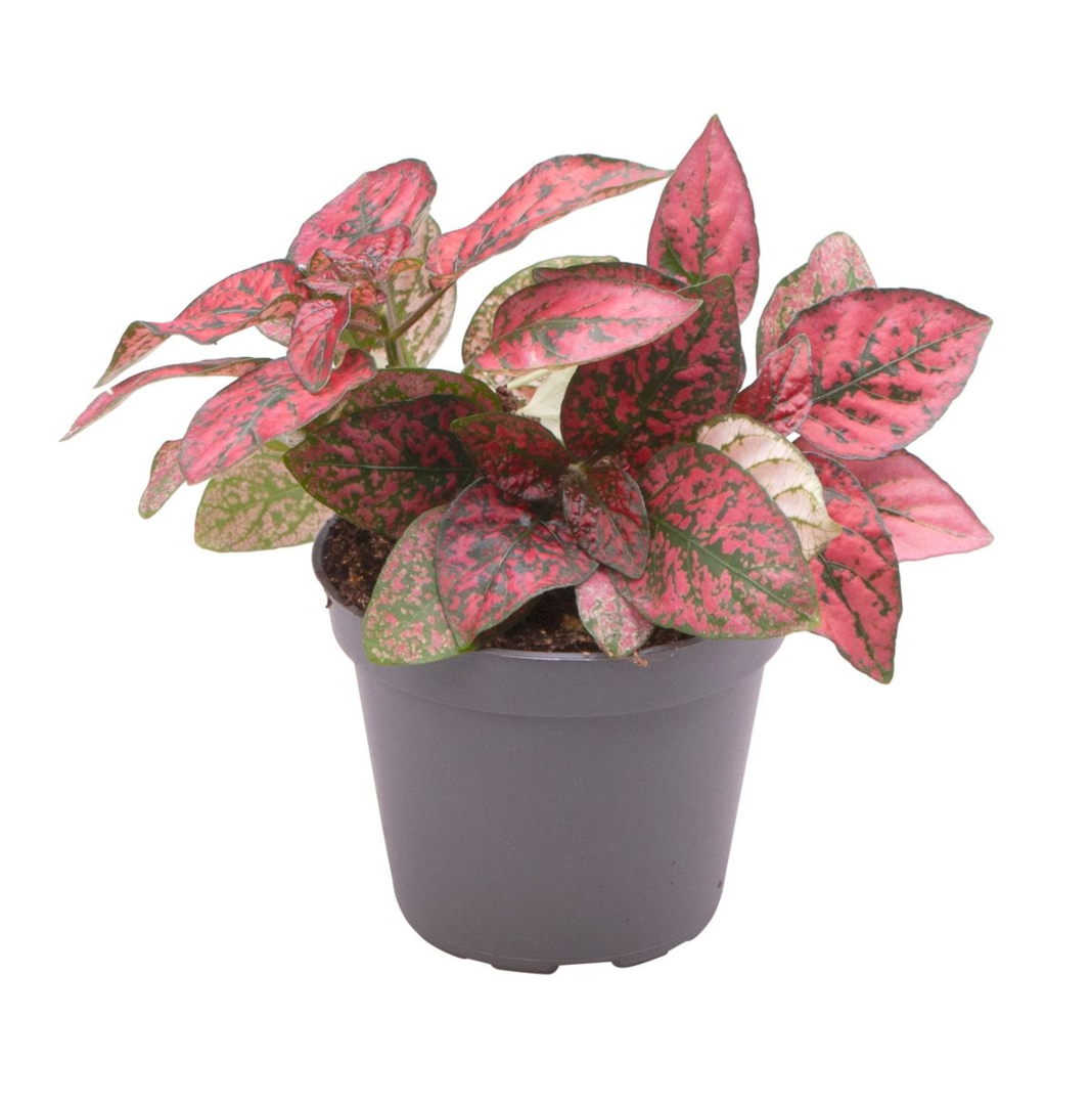 is hypoestes an indoor plant Discover the stunning Hypoestes Phyllostachya Red, a rare South African indoor plant with eye-catching red and green variegated foliage. Perfect for adding a vibrant touch to your space