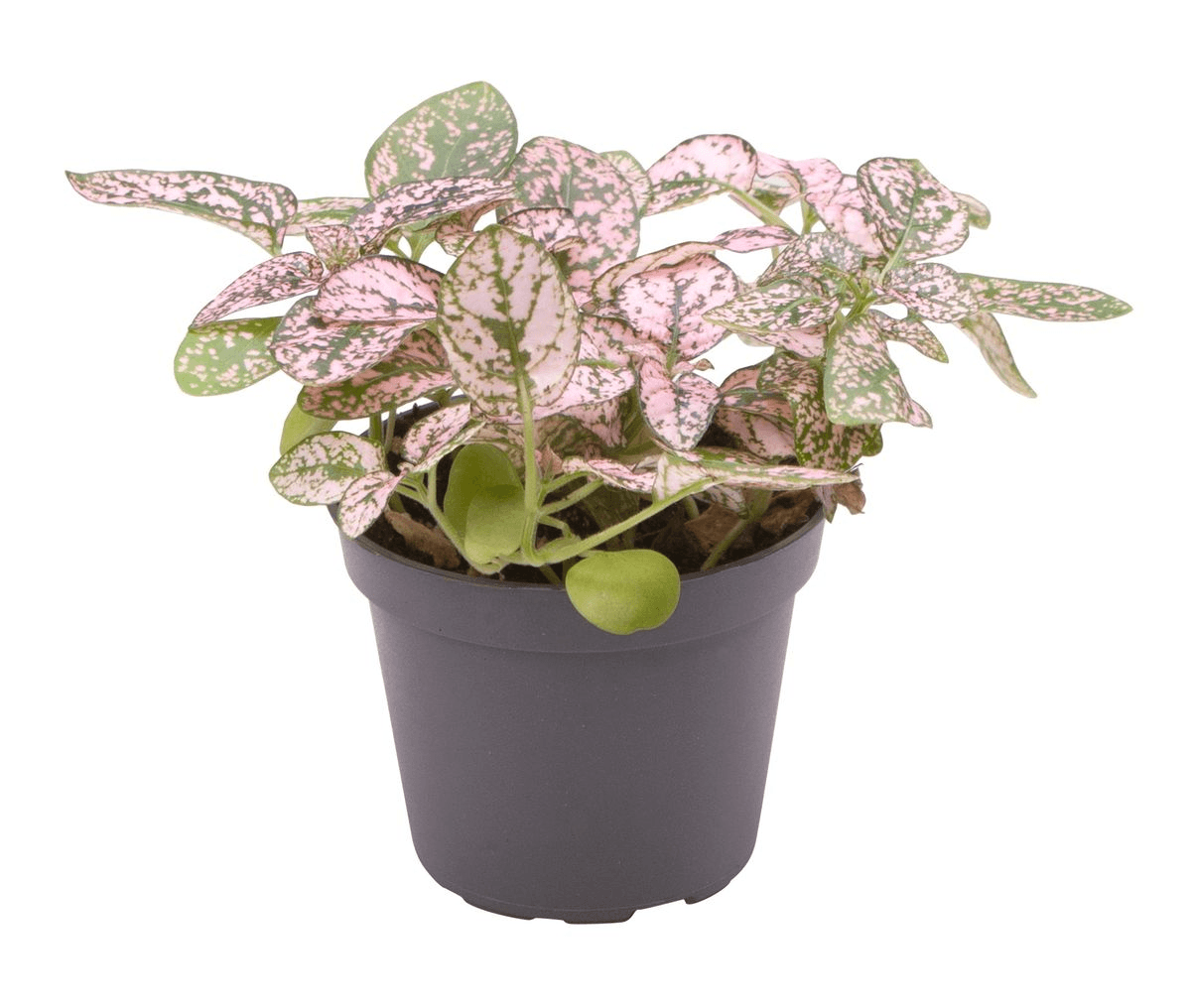 Healthy Hypoestes Phyllostachya Pink by Plant Circle – Baby, Approx. 12.0cm height by Plant Circle – 6.0cm Pot. A perfect hypoestes phyllostachya pink by plant circle – baby, approx. 12.0cm height by plant circle – 6.0cm pot for your indoor houseplant collection.