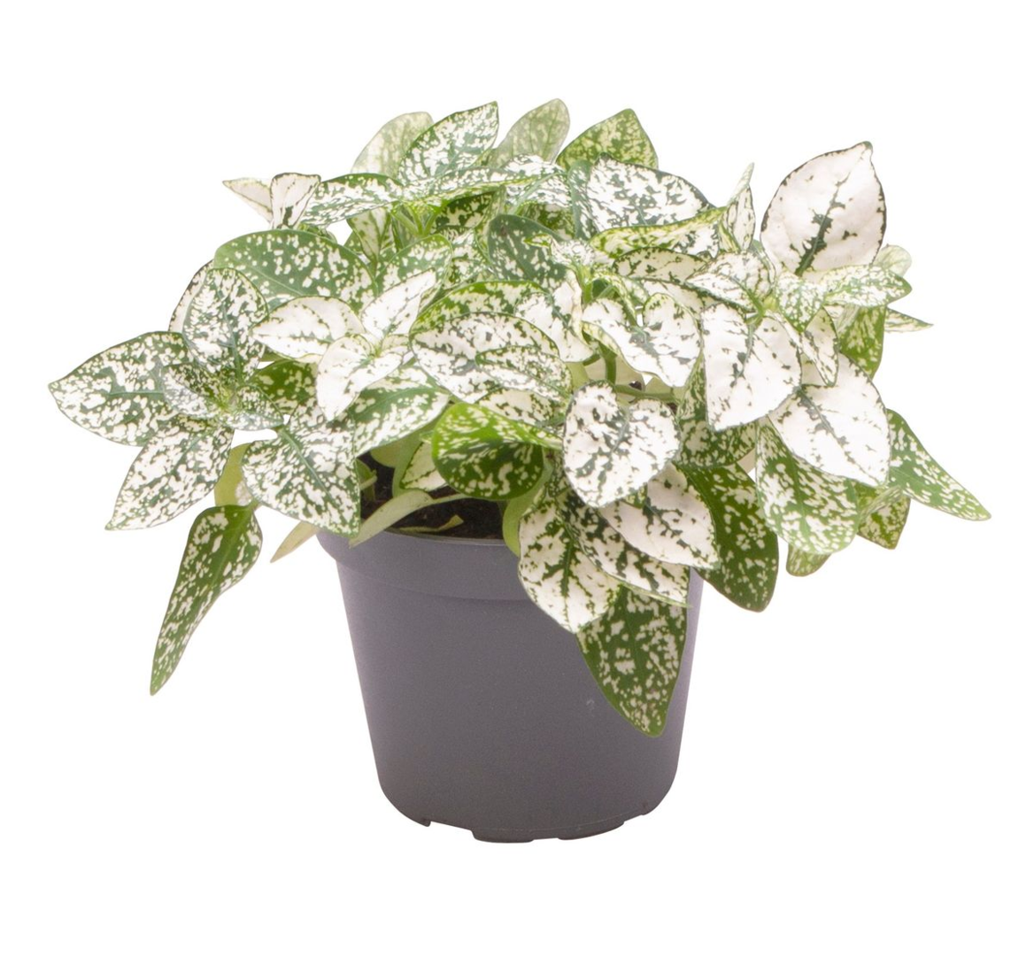 hypoestes indoor plant care Hypoestes Phyllostachya White baby