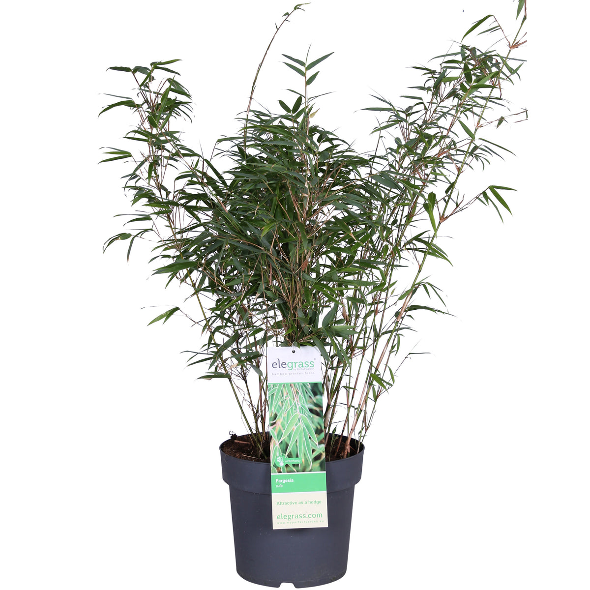 Fargesia rufa (Non-Invasive Clumping Bamboo) – 23cm Pot, 110cm Height -  Plant Circle.