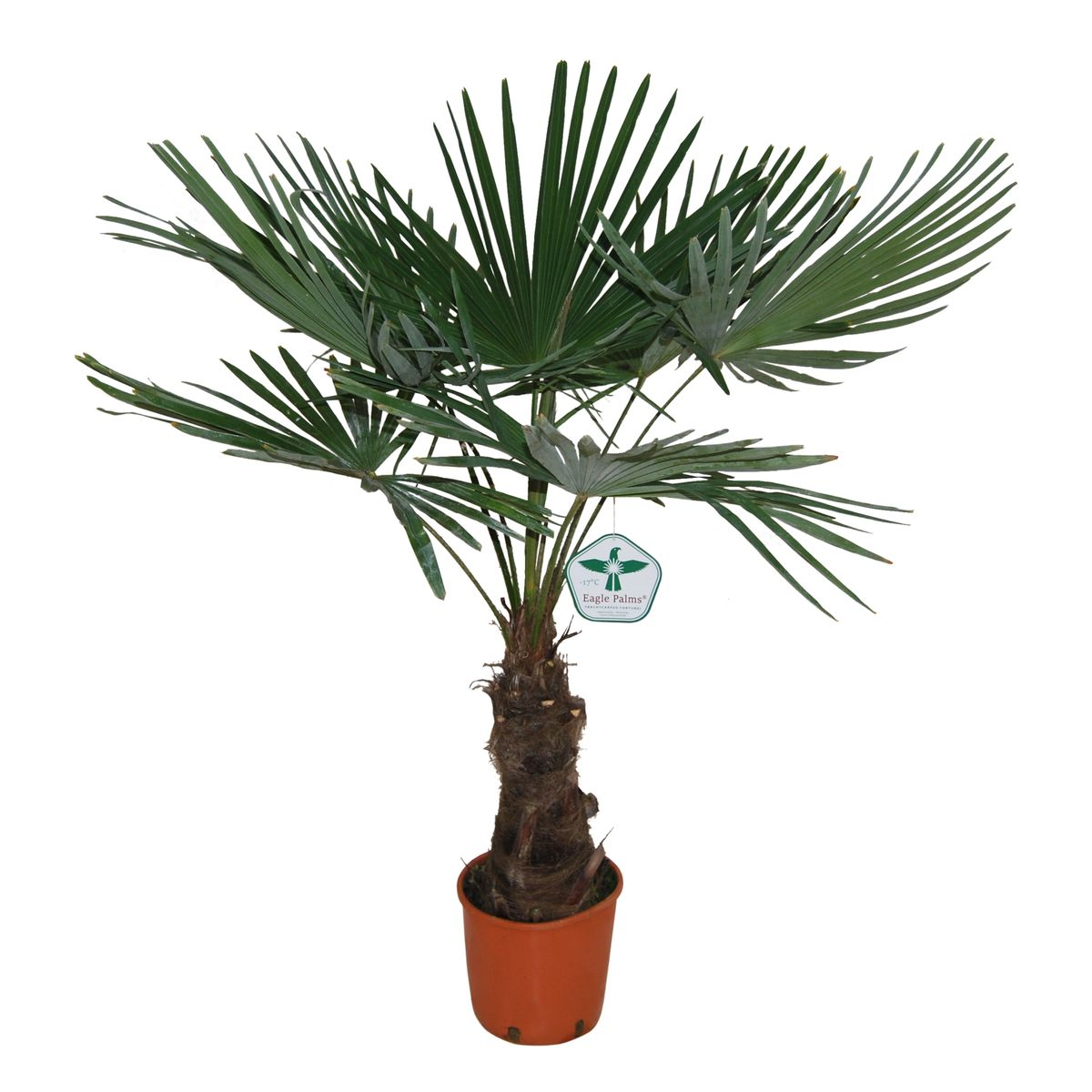 Trachycarpus Fortuneii -  Van der Arend.
