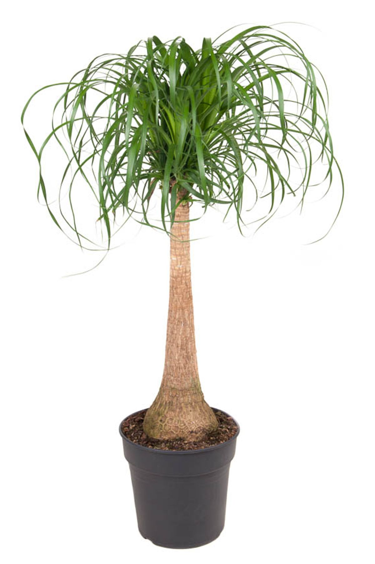 Beaucarnea recurvata (op stam) -  Ammerlaan The Green Innovator.