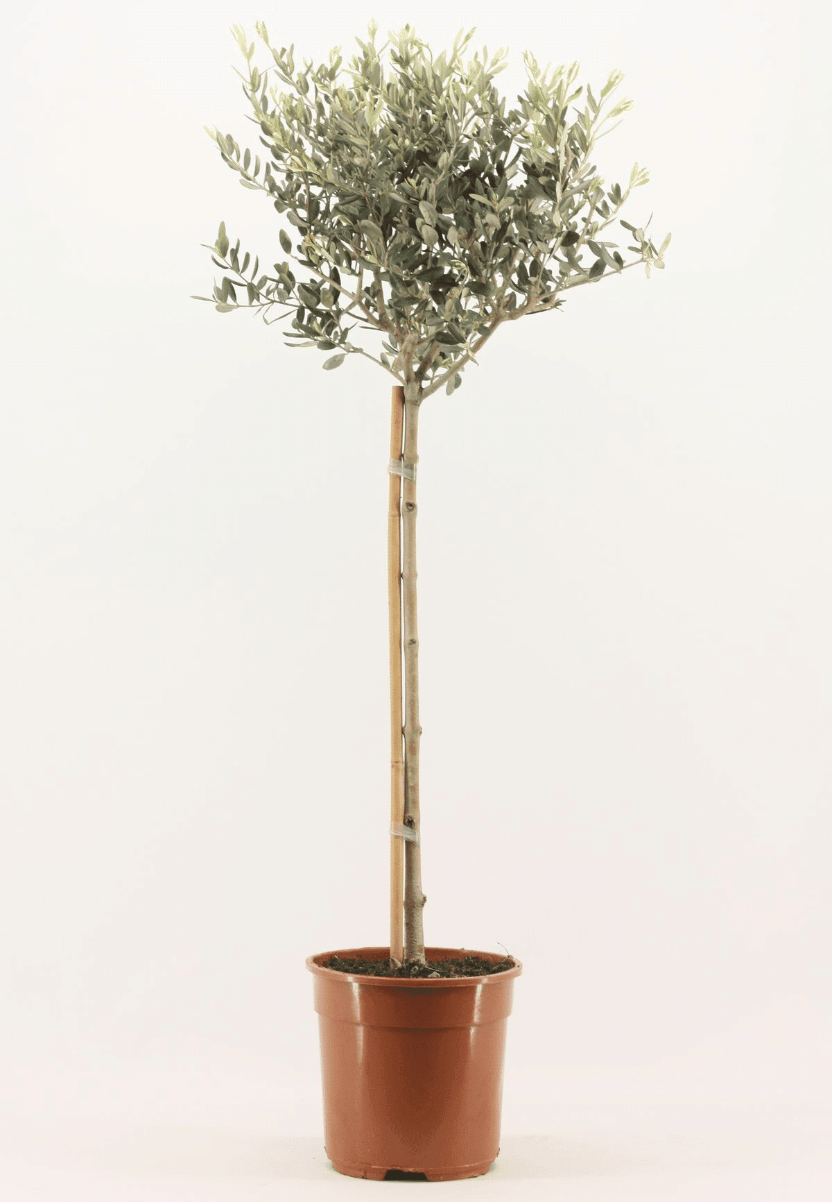 Olea op stam Default Title