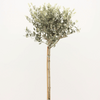 Olea auf Stamm