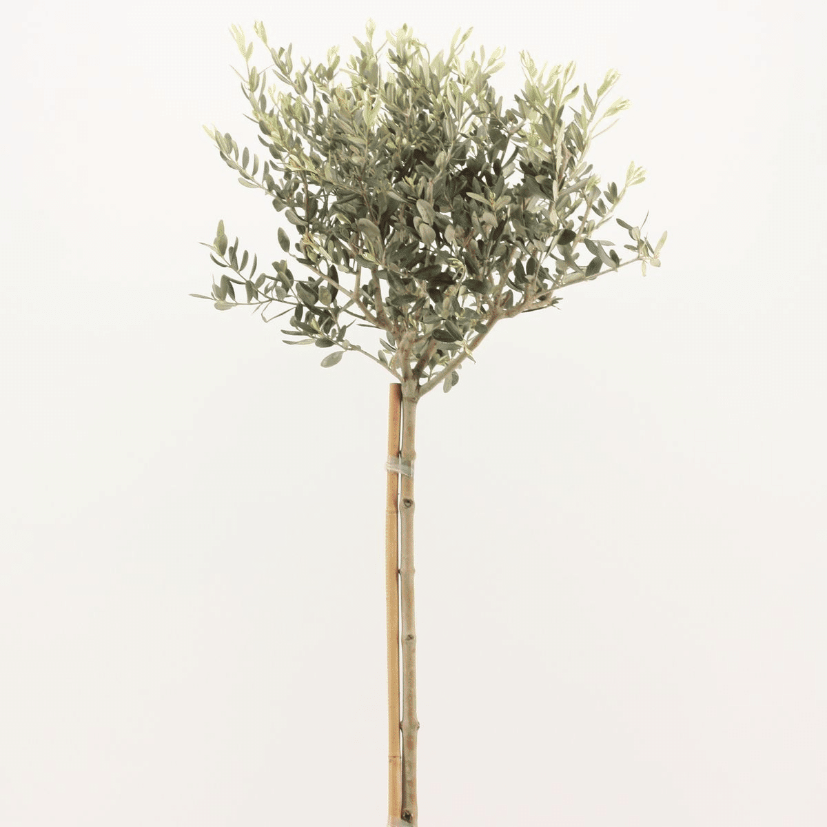 Olea Europaea (Olive Tree) Large
