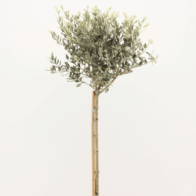 Olive Tree