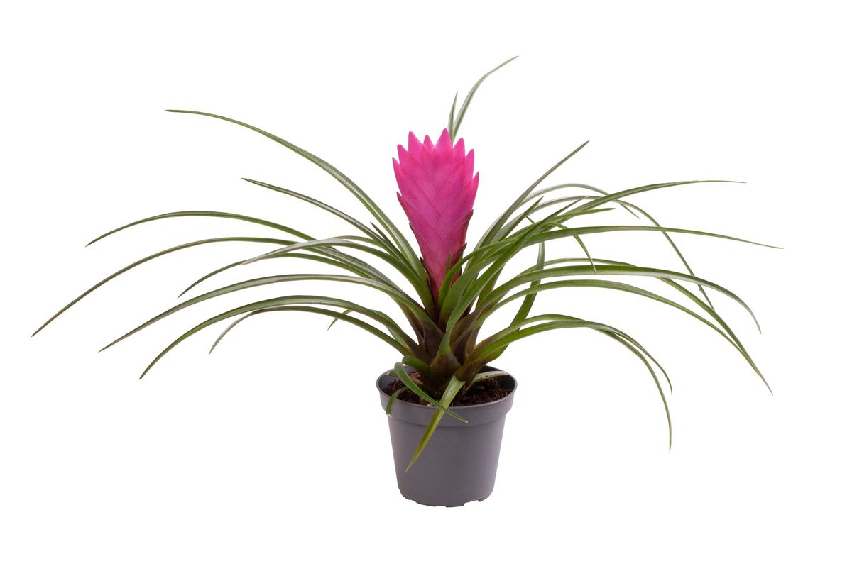 Tillandsia 'Cyanea'