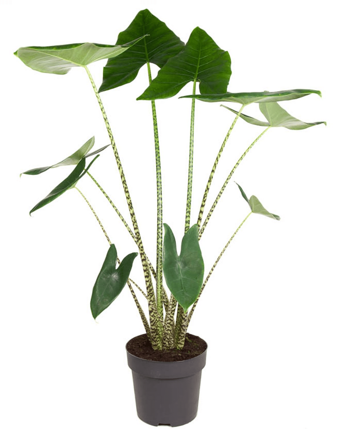 Alocasia Zebrina XL – XL, Approx. 120.0cm height – 27.0cm Pot 2