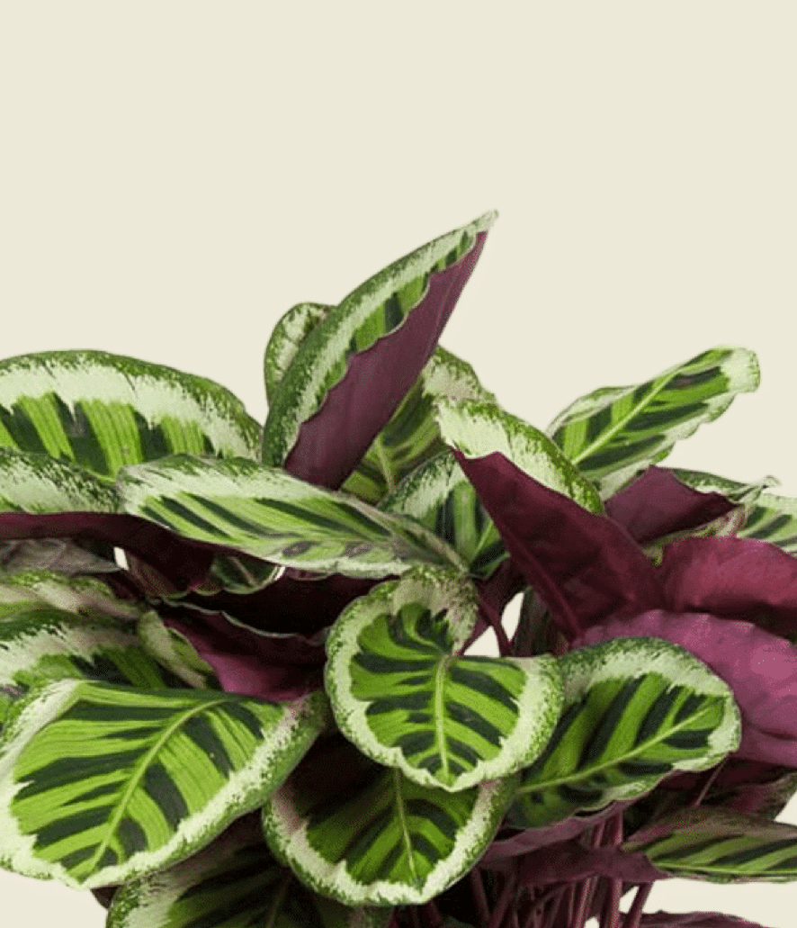 Goeppertia (Calathea) Roseopicta 'Angela' XL – XL, Approx. 80.0cm height – 27.0cm Pot Default Title 1
