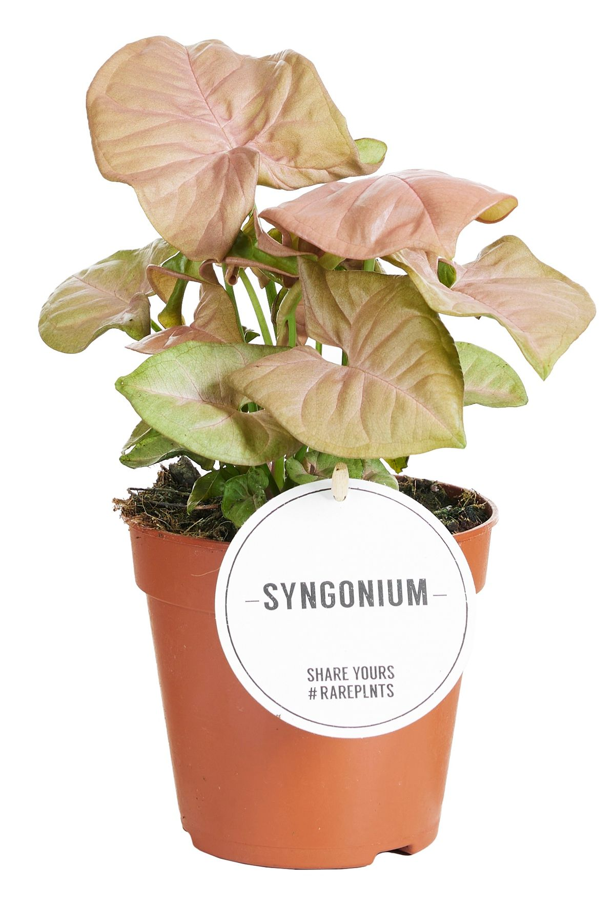 Syngonium Podophyllum 'Neon Robusta' M