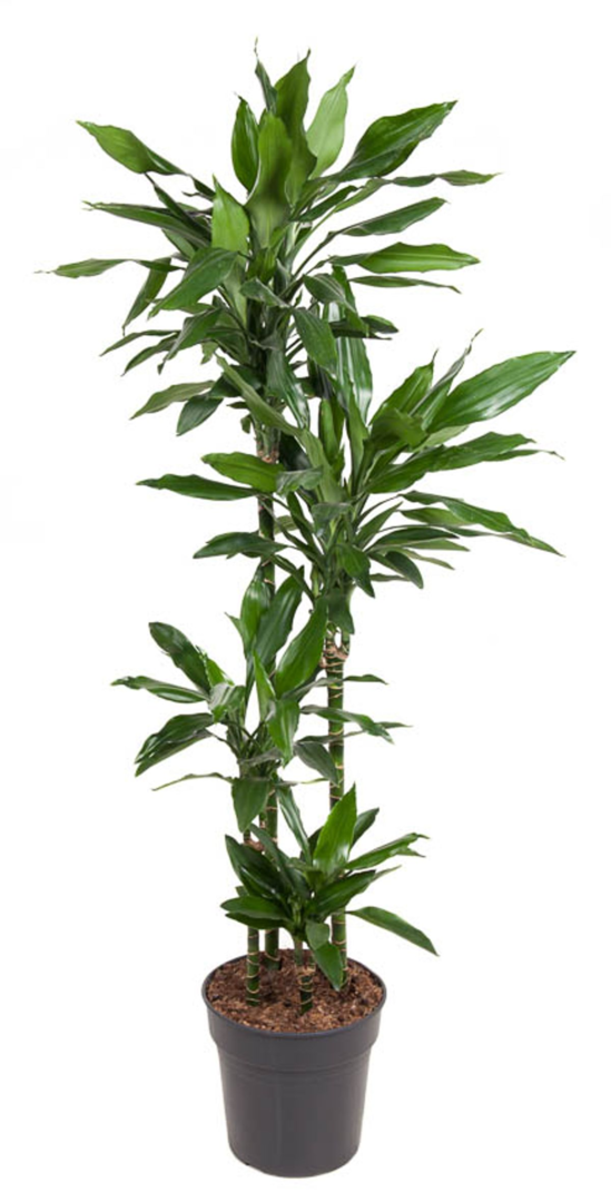Dracaena fragrans ‘Janet Lind’
