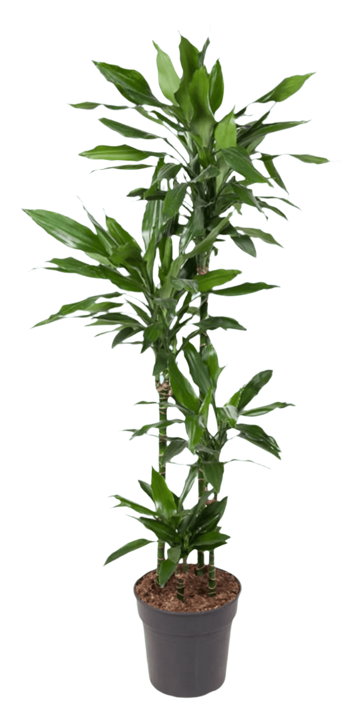 dracaena fragrans low light Dracaena fragrans 'Janet Lind'
