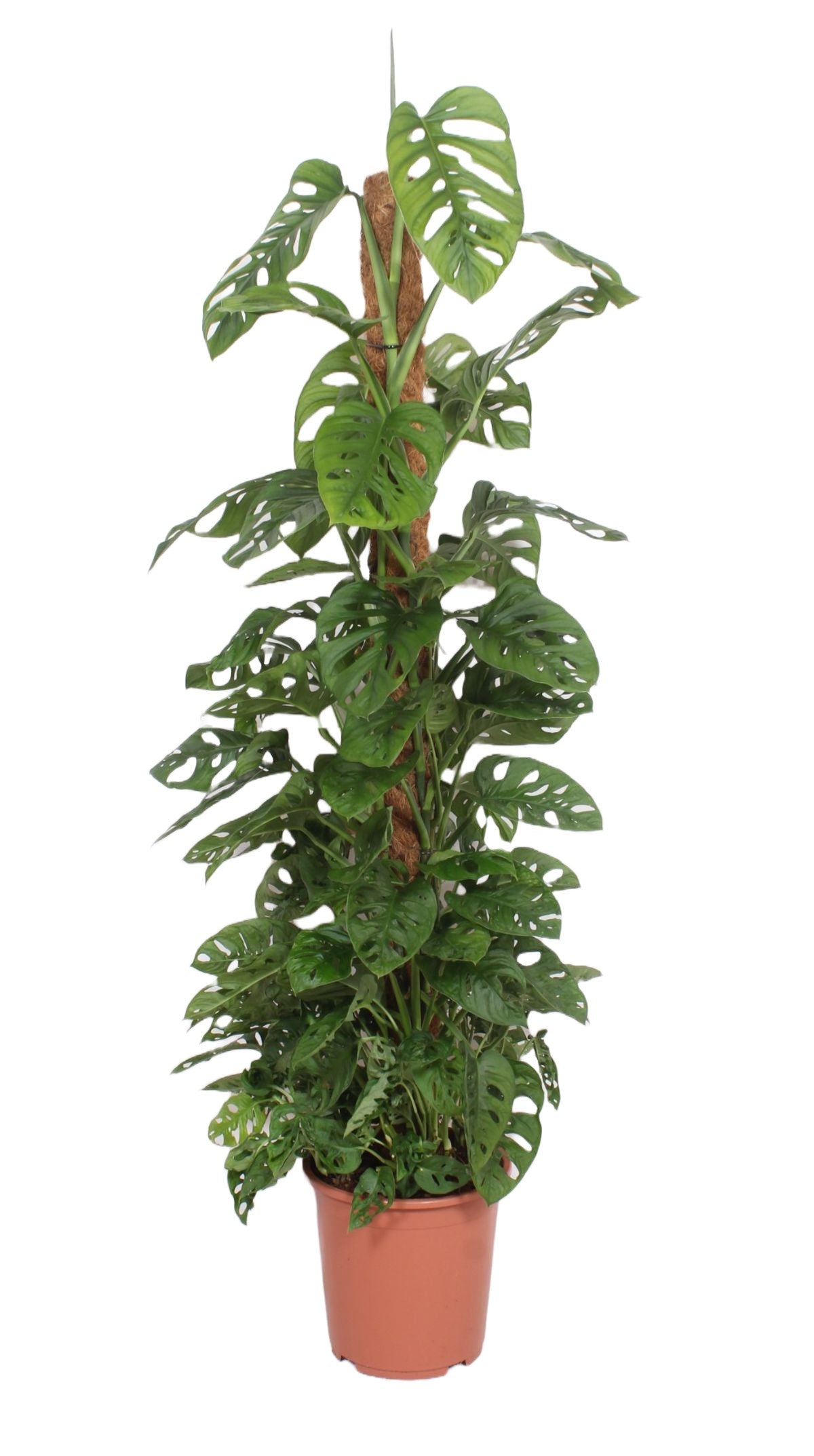Monstera Adansonii XL by Plant Circle – XL, Approx. 160.0cm height by Plant Circle – 27.0cm Pot
