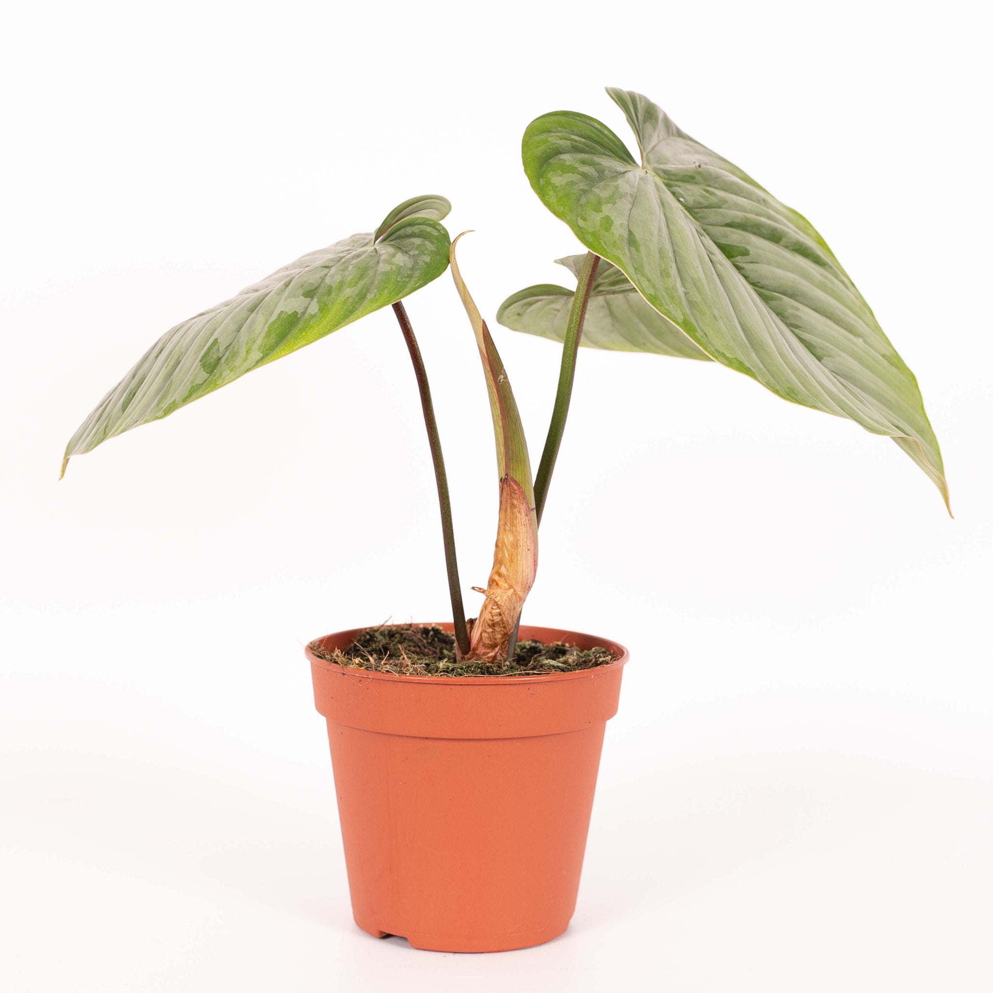 Philodendron Sodiroi by Plant Circle – Medium, Approx. 45.0cm height by Plant Circle – 15.0cm Pot