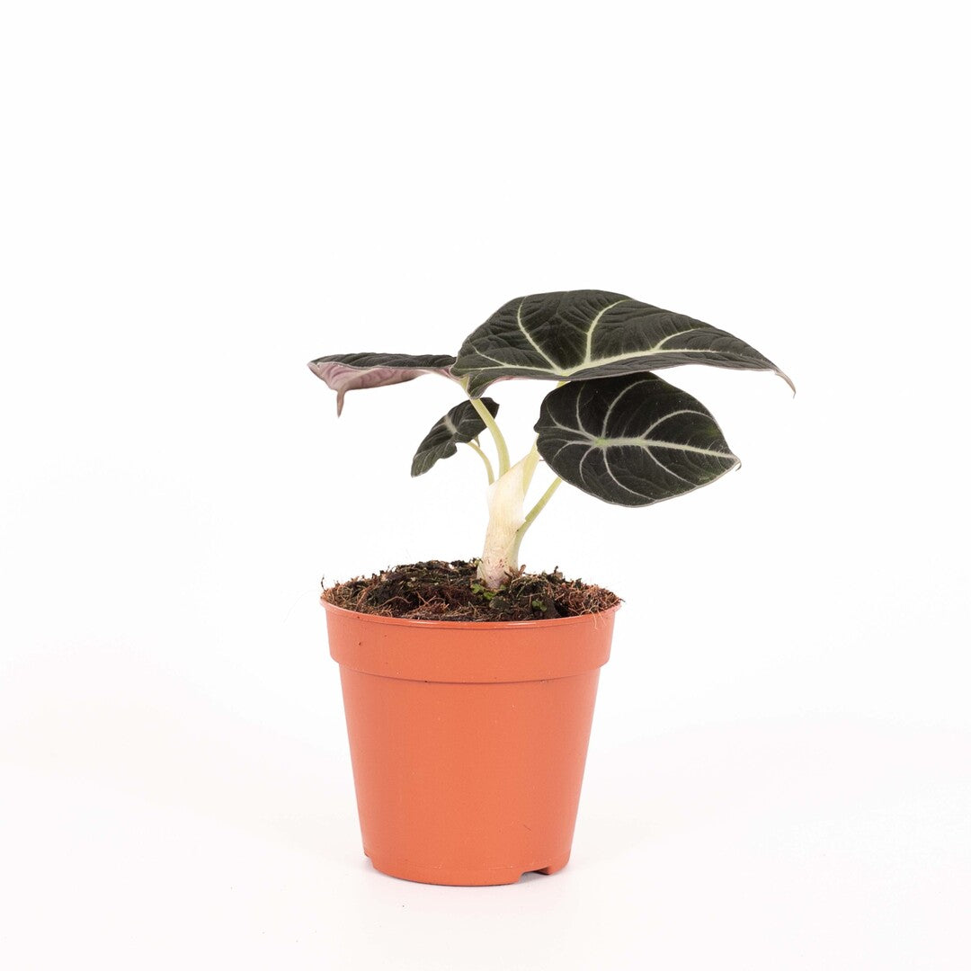 velvet plants indoor Alocasia Reginula 'Black Velvet' with Dark Foliage