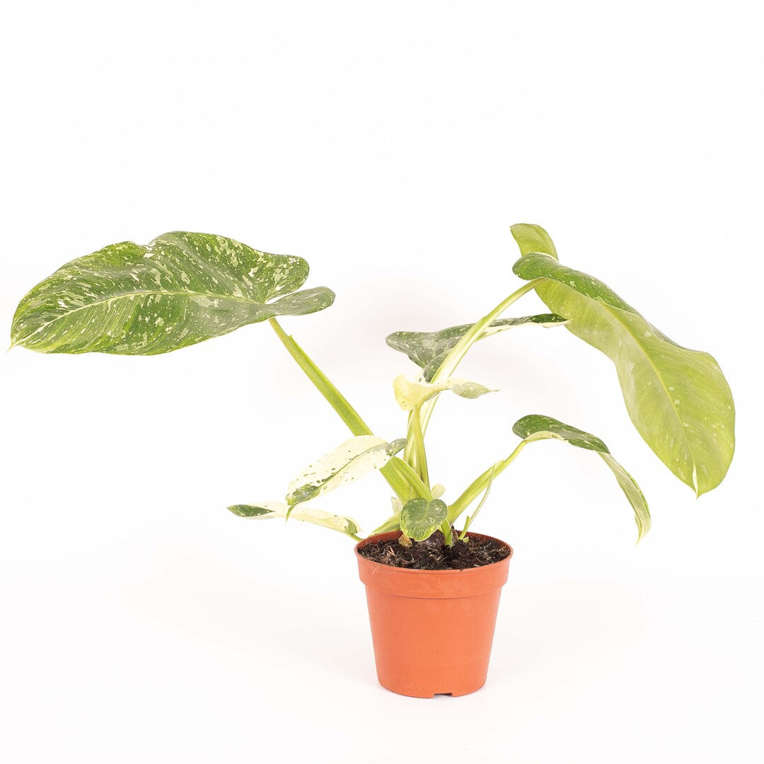 Potted philodendron jose buono with green leaves on a white background