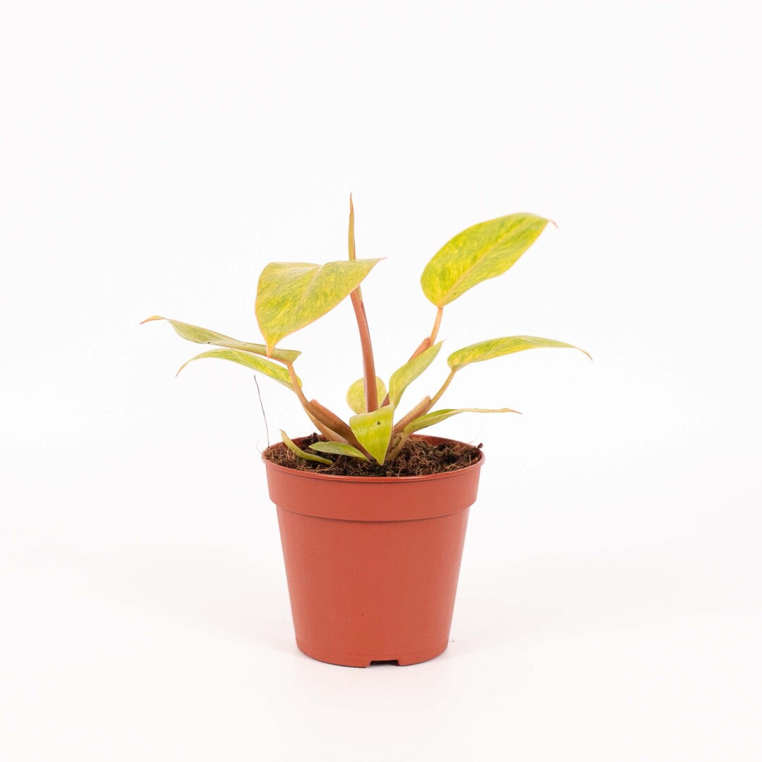 Philodendron 'Painted Lady' 