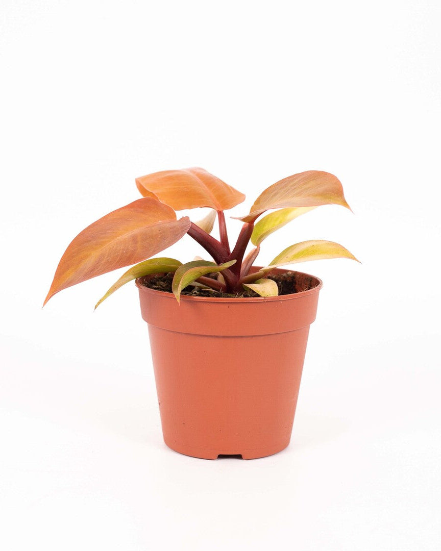 baby philodendron prince of orange Philodendron Prince of Orange for Easy Plant Care