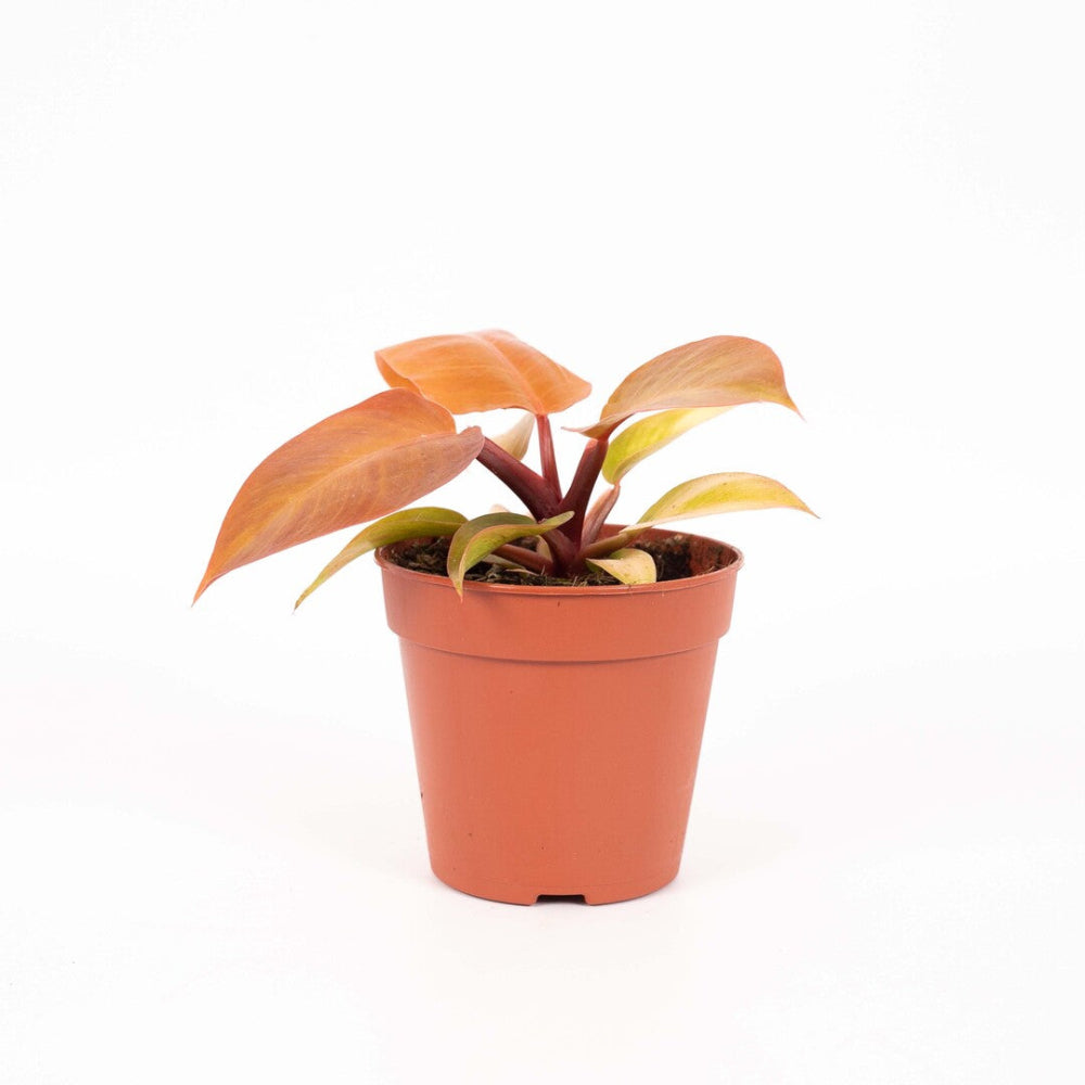 Philodendron ‘Prince of Orange’ medium houseplant in a 12cm nursery pot with striking orange and green leaves on a white background.”