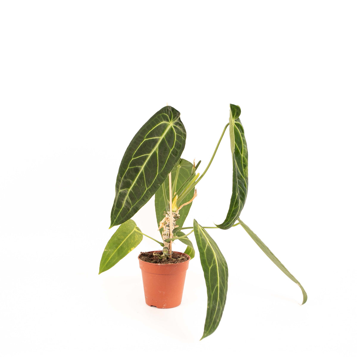 Anthurium Warocqueanum (Queen Anthurium) M