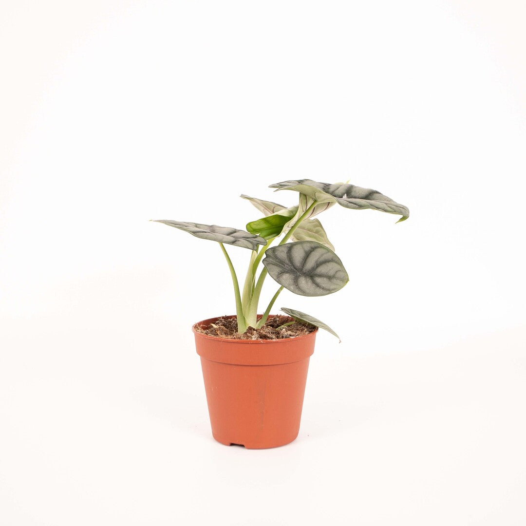 Alocasia baginda 'Silver dragon'