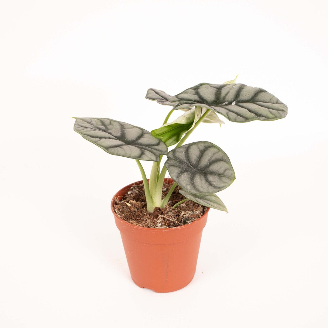 Alocasia baginda 'Silver dragon'