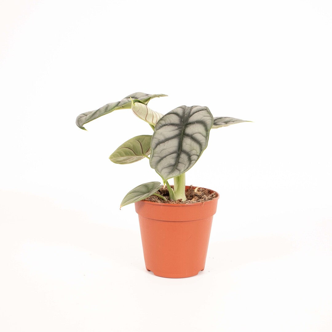 Alocasia baginda 'Silver dragon'