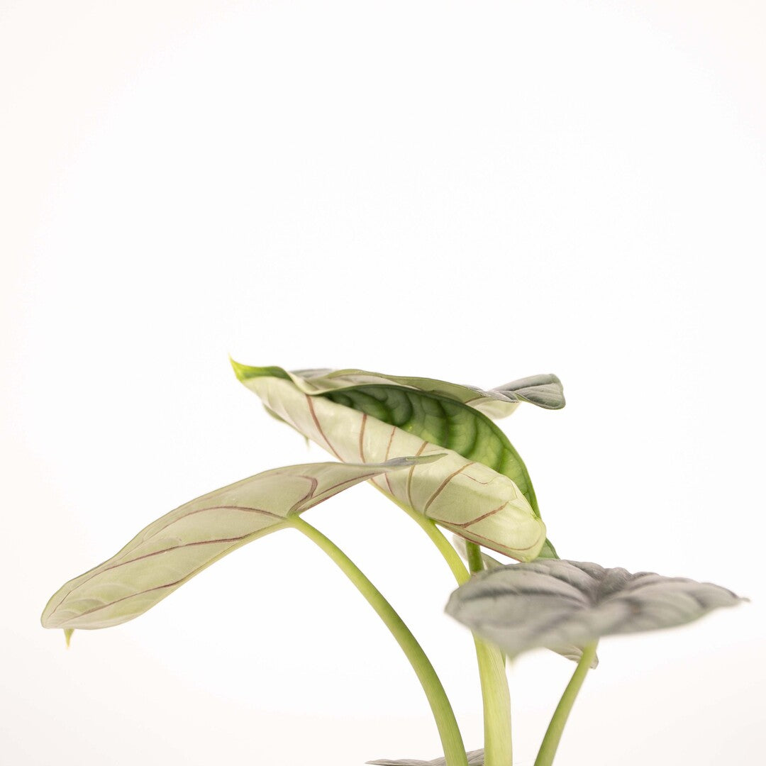 Alocasia baginda 'Silver dragon'