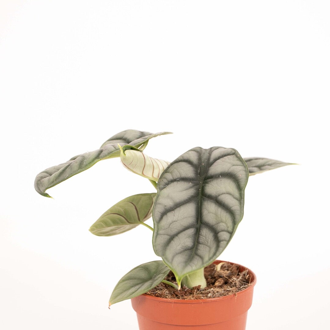 Alocasia baginda 'Silver dragon'