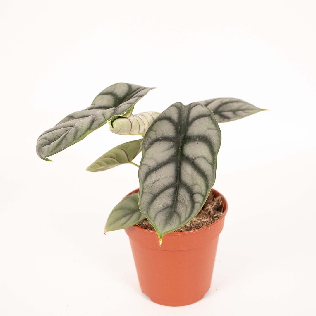 Alocasia baginda 'Silver dragon'