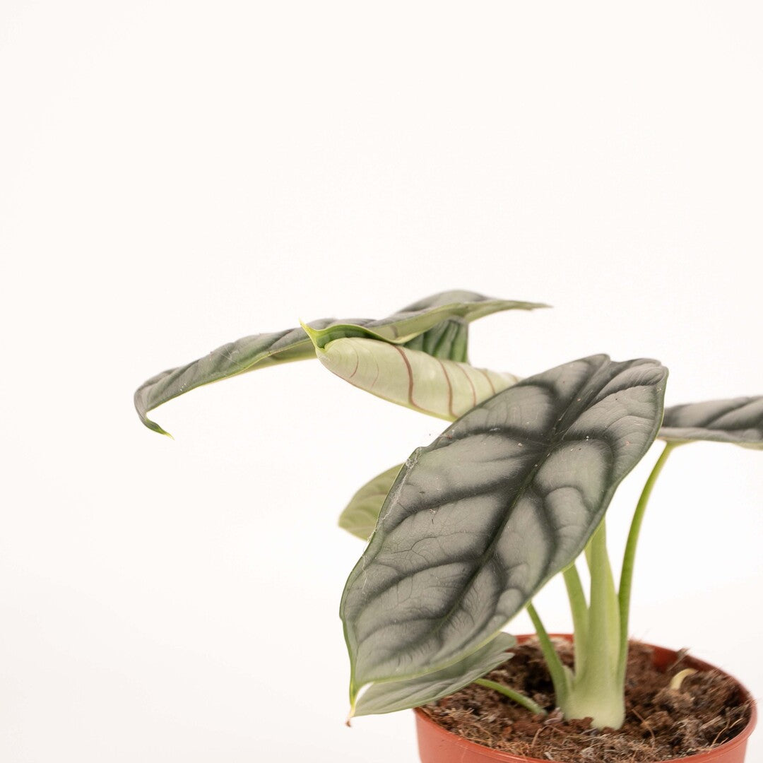 Alocasia baginda 'Silver dragon'