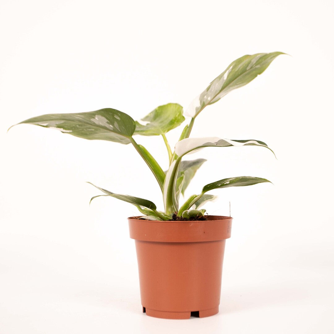 Philodendron 'White Princess' Medium