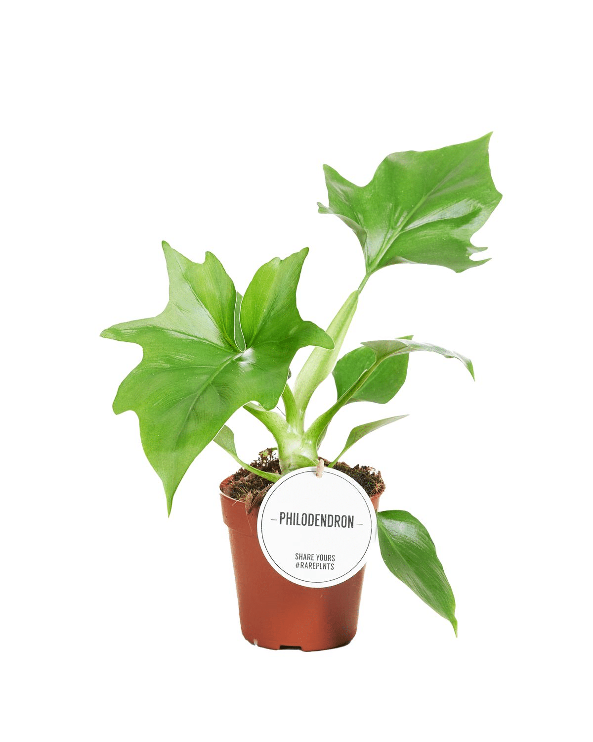 Philodendron warszewiczii 2