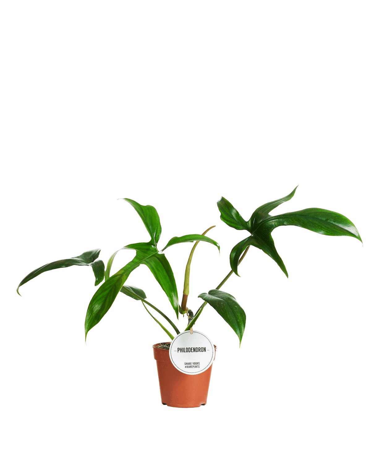 glad hands philodendron care Philodendron Glad Hands by Plant Circle – Medium, Approx. 30.0cm heigh