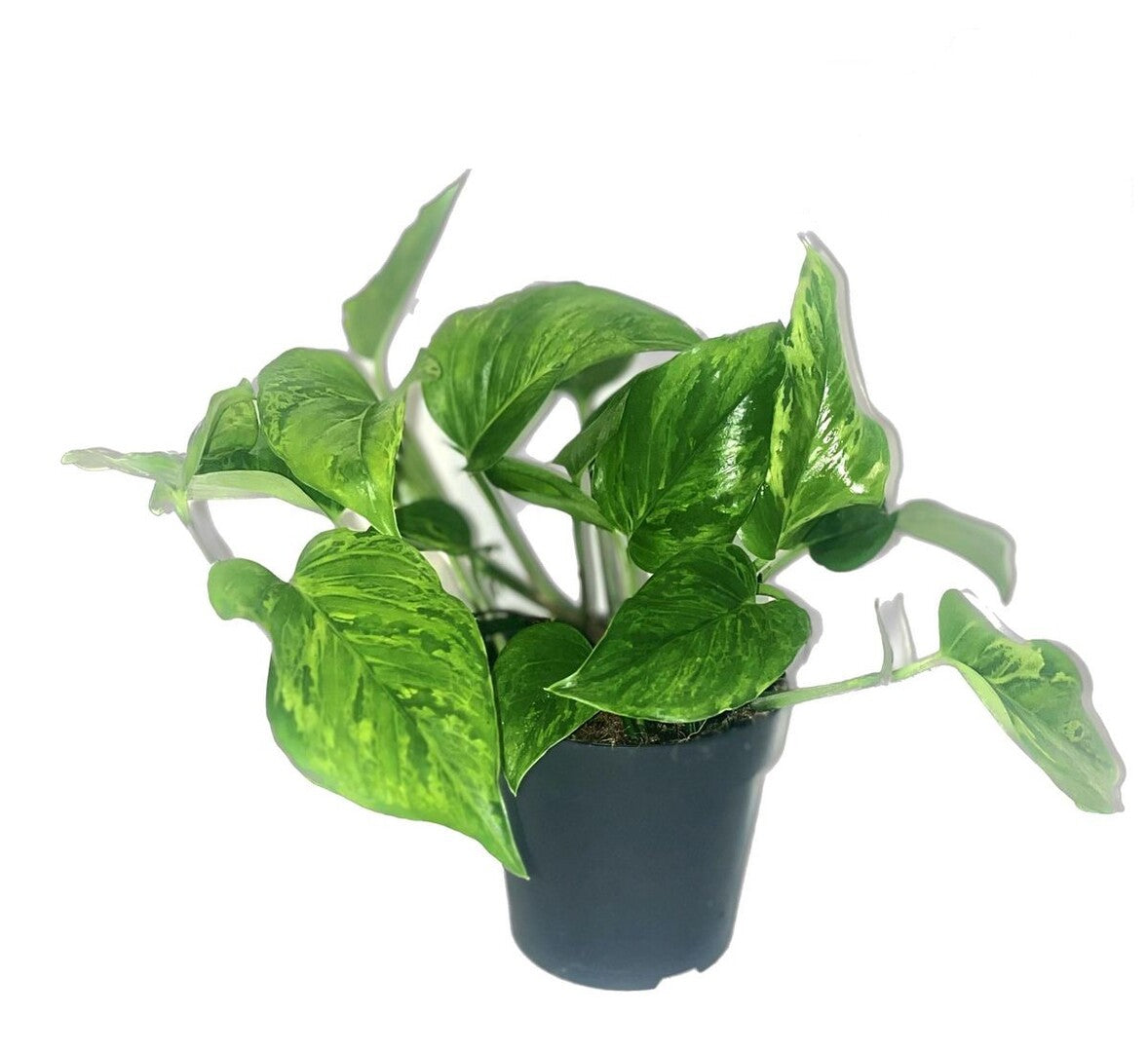 Epipremnum aureum 'Jungle Star' ('Marble green')