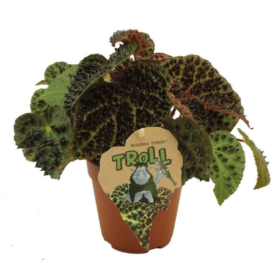 Healthy Begonia Ferox M. A perfect begonia ferox m for your indoor houseplant collection.