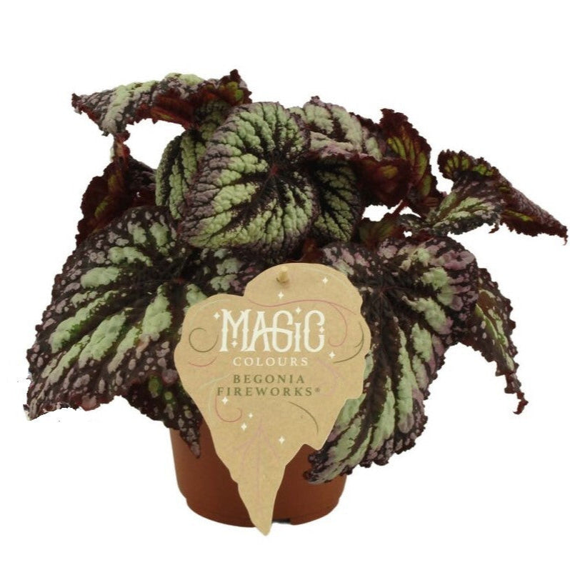 Begonia Rex 'Fireworks' -  Plant Circle.