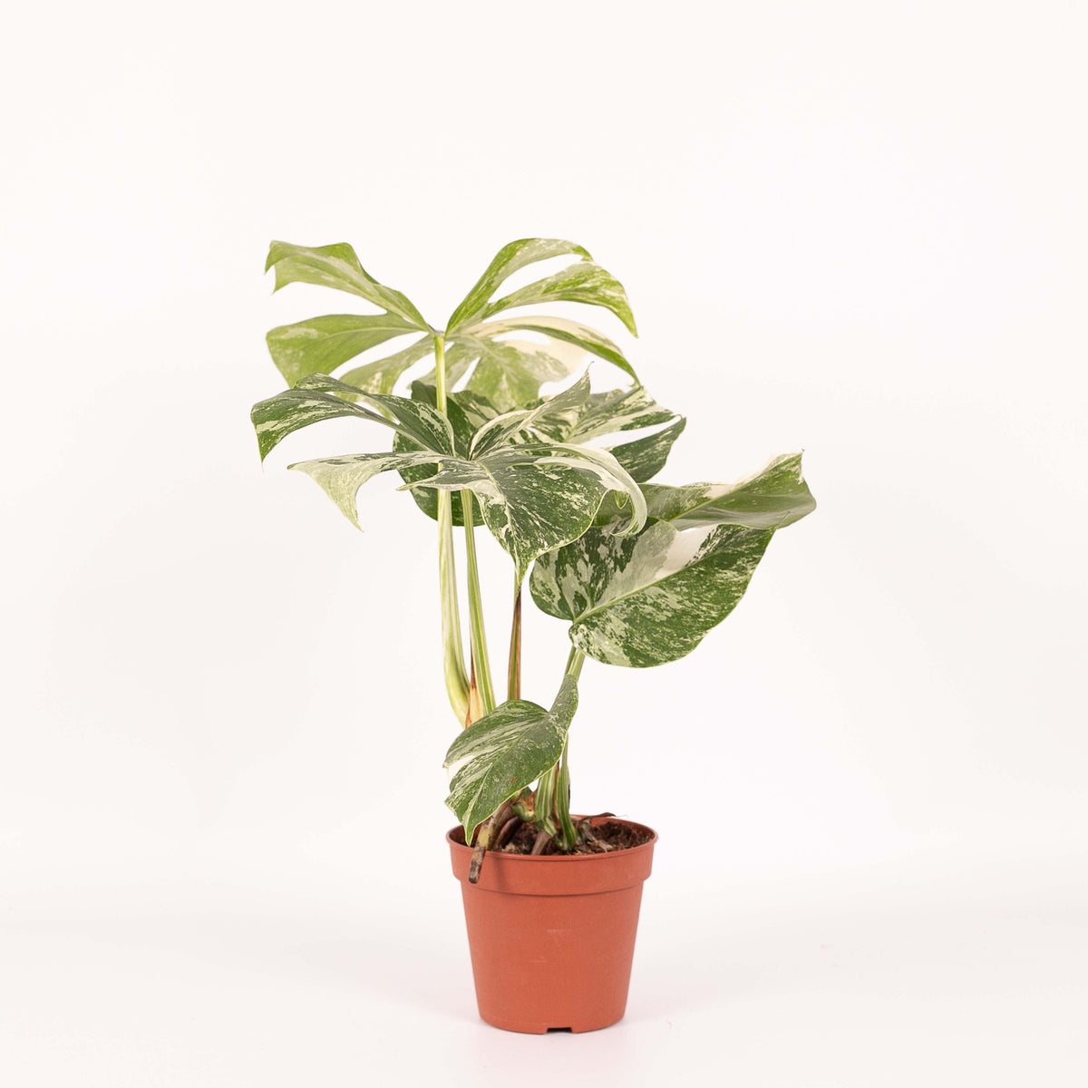 Monstera Deliciosa var. Borsigiana Variegata M – Medium, Approx. 45.0cm height – 15.0cm Pot 2