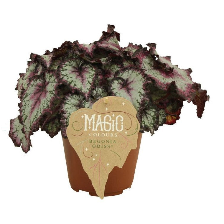 Begonia Rex ‘Odissi’ -  Plant Circle.