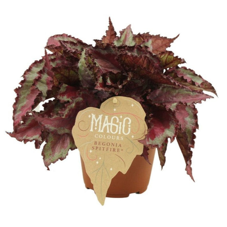 Begonia Rex 'Spitfire' -  Plant Circle.