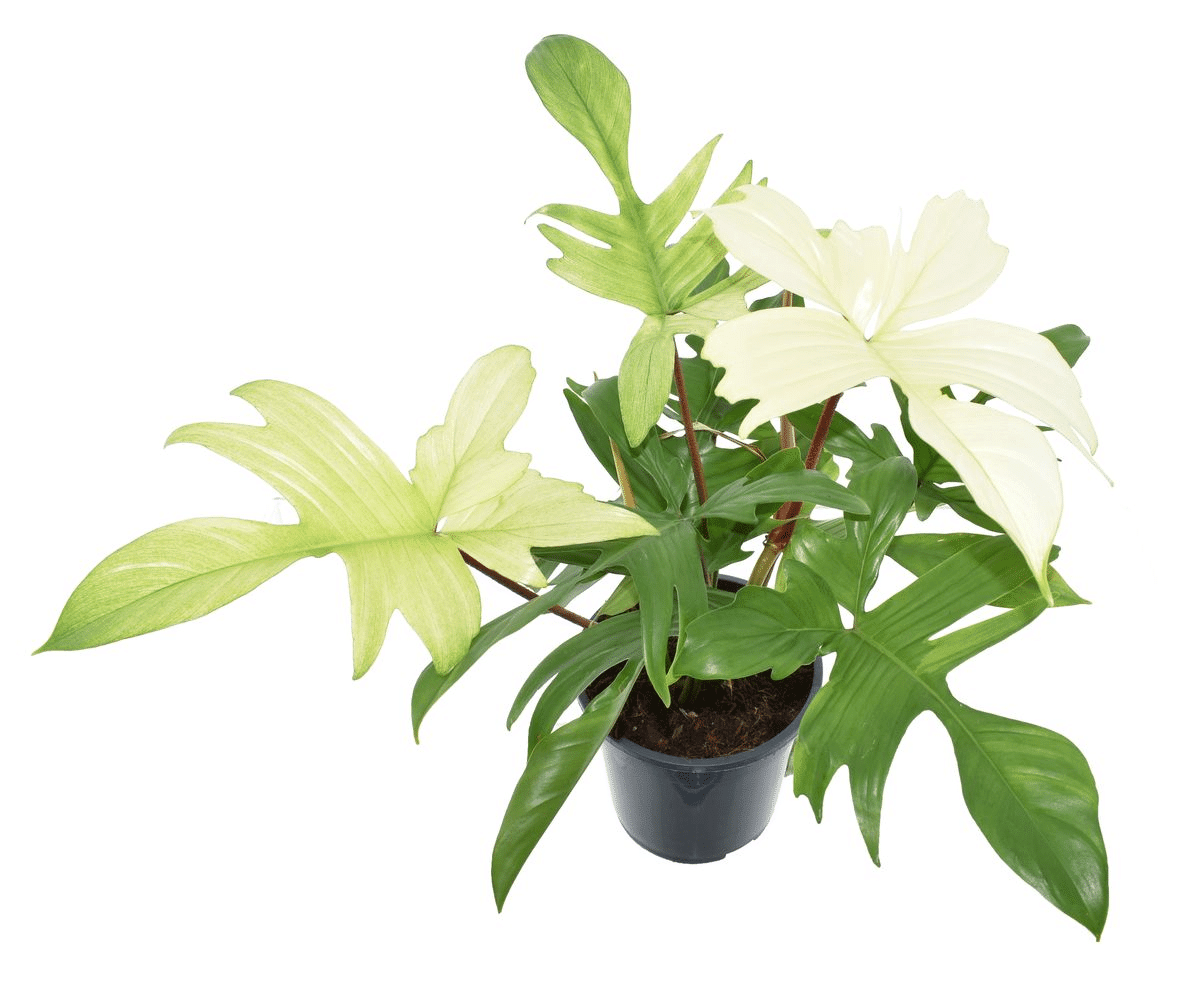 philodendron florida ghost etsy Philodendron 'Florida Ghost' Large