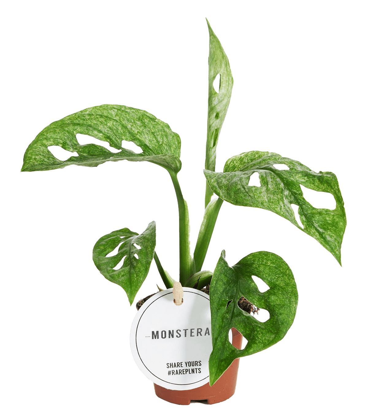mint variegated monstera adansonii Monstera Adansonii Mint Baby