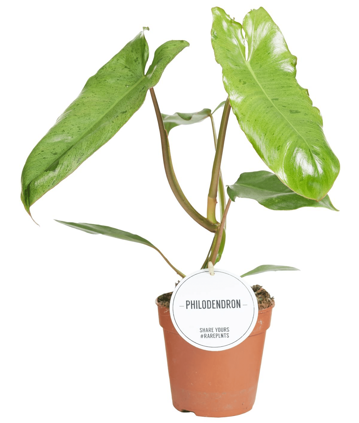 Philodendron Paraiso Verde – Medium, Approx. 35.0cm height – 12.0cm Pot 6